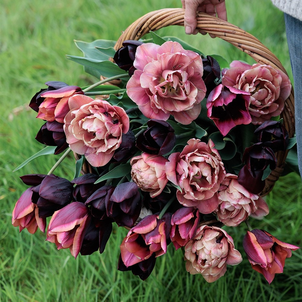 Product options image