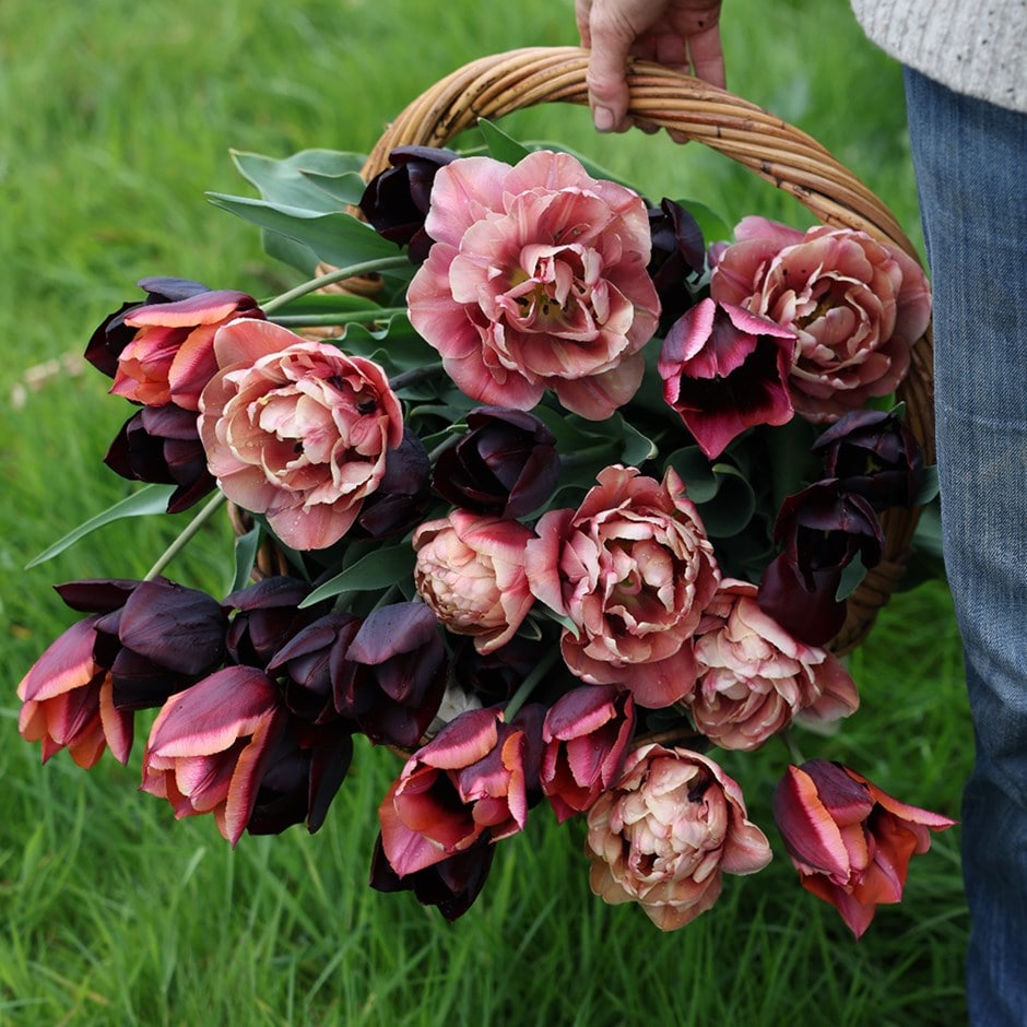 tulip collection