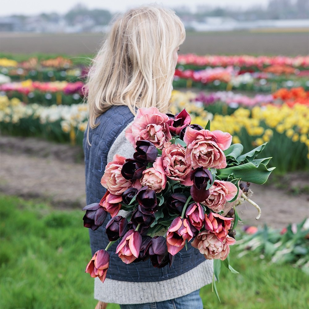 Turner's sunset tulip collection