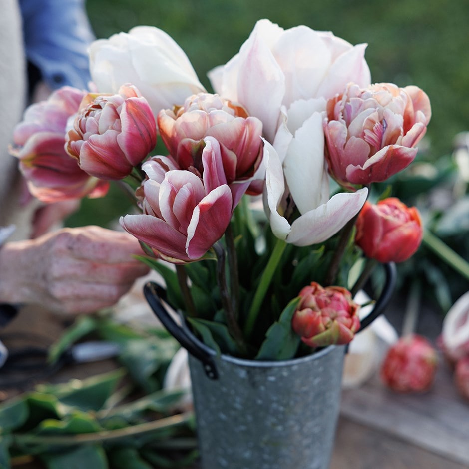tulip collection