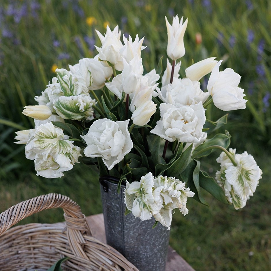 tulip collection