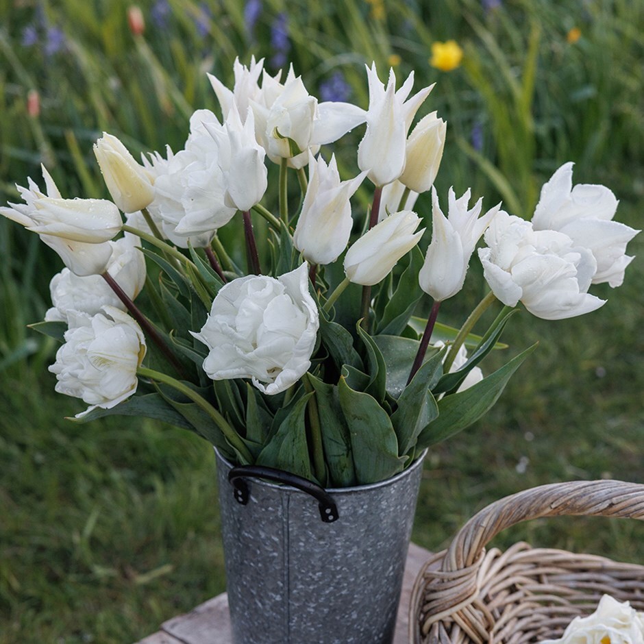 tulip collection