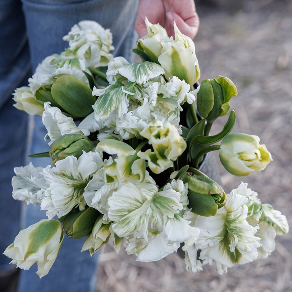 tulip collection