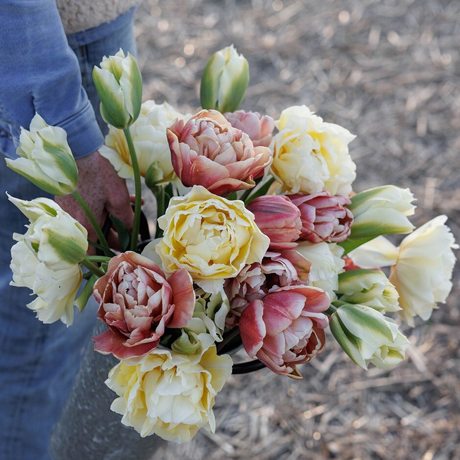 tulip collection
