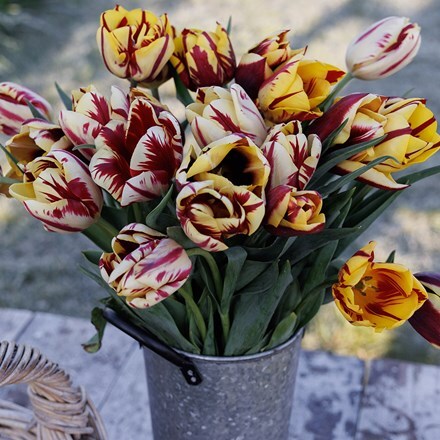 Old masters tulip collection