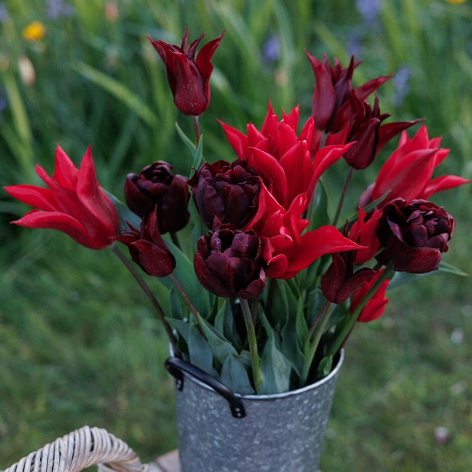 tulip collection