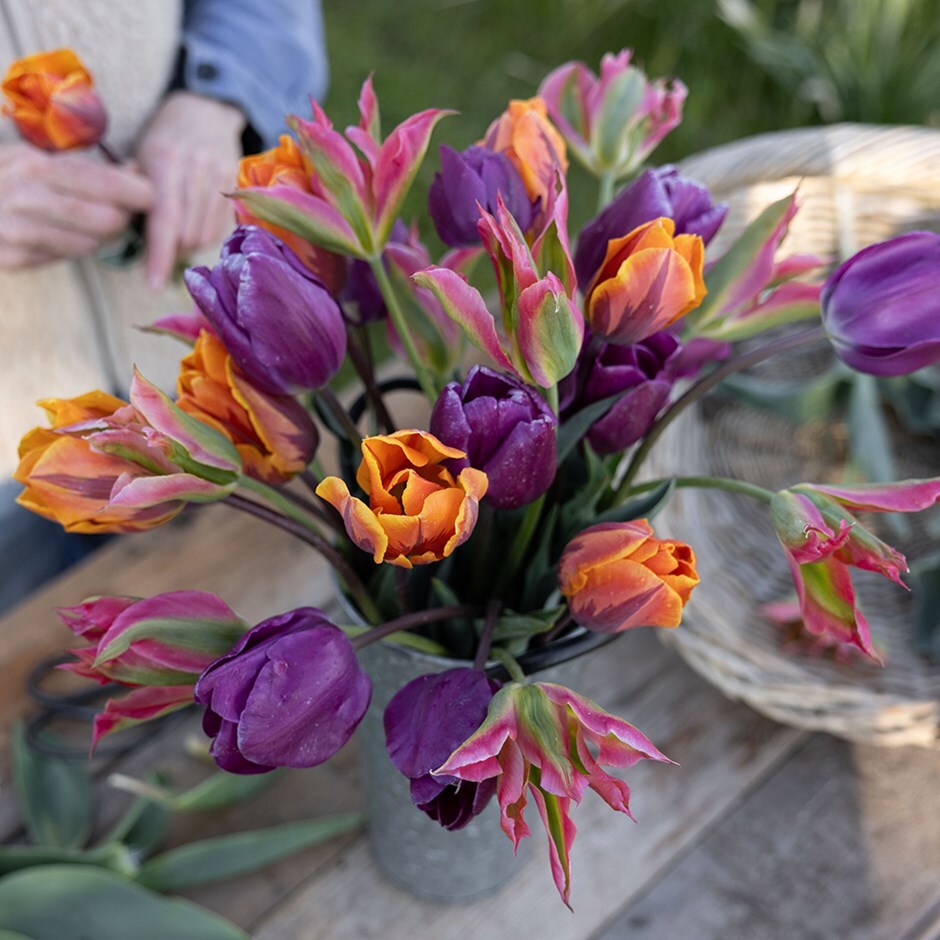 tulip collection