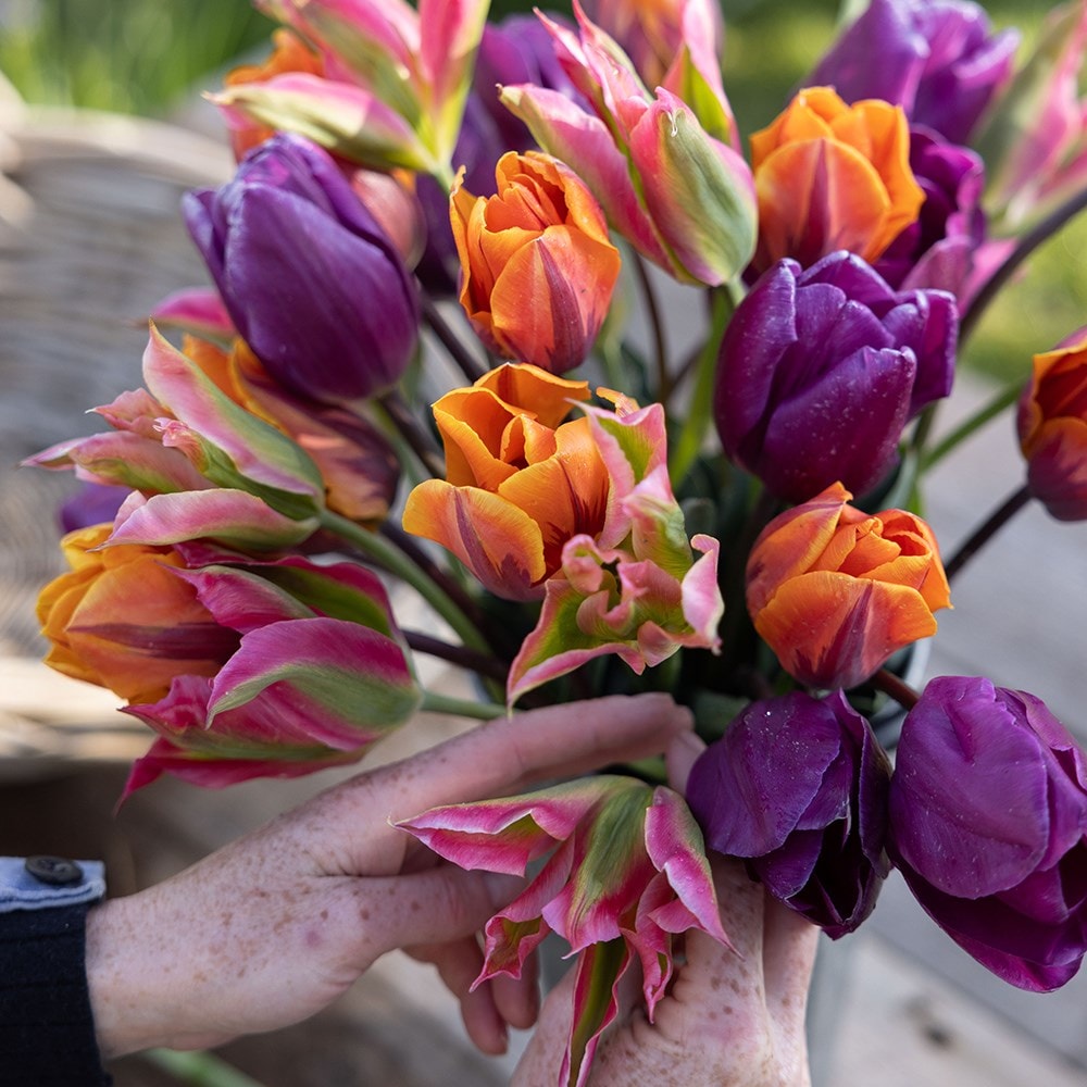 Bright repeat flowering tulip collection