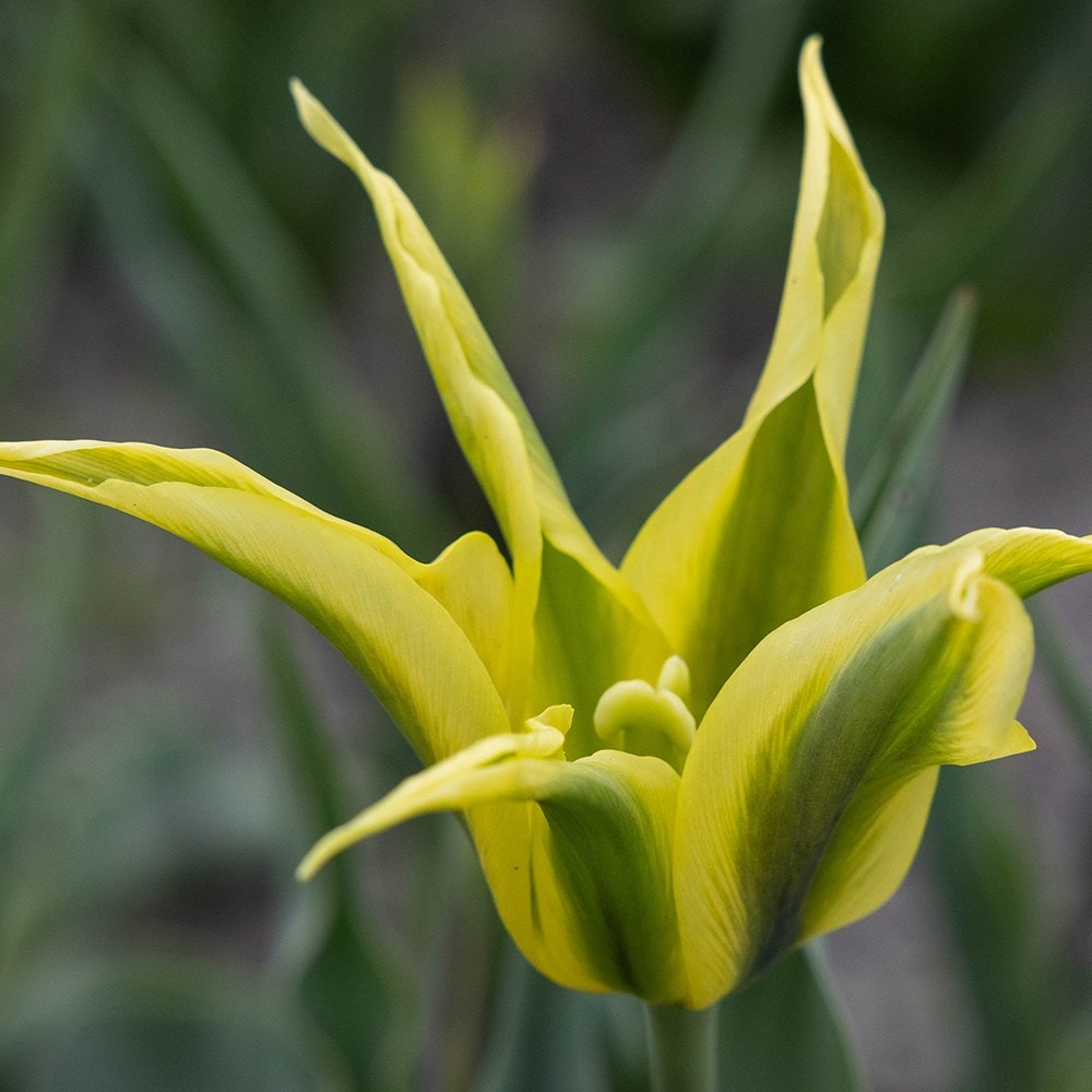 <i>Tulipa</i> 'Bram'