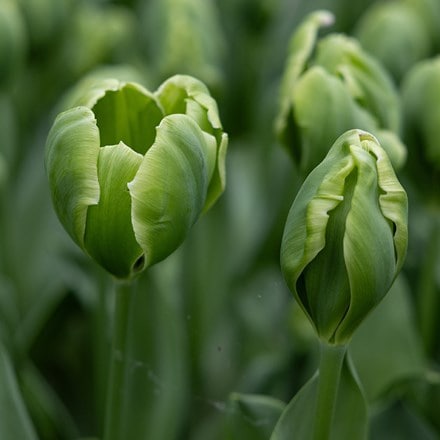 Tulipa Green Power
