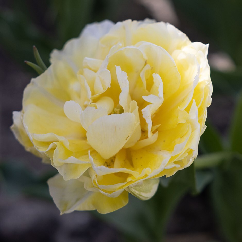 double early tulip bulbs