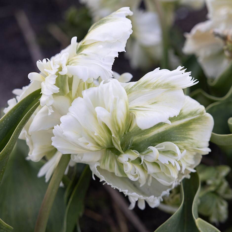 parrot tulip bulbs