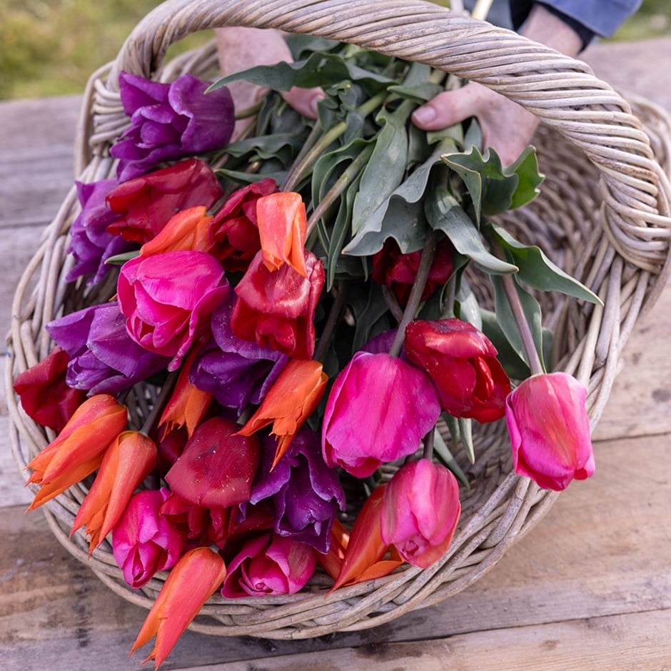 tulip collection