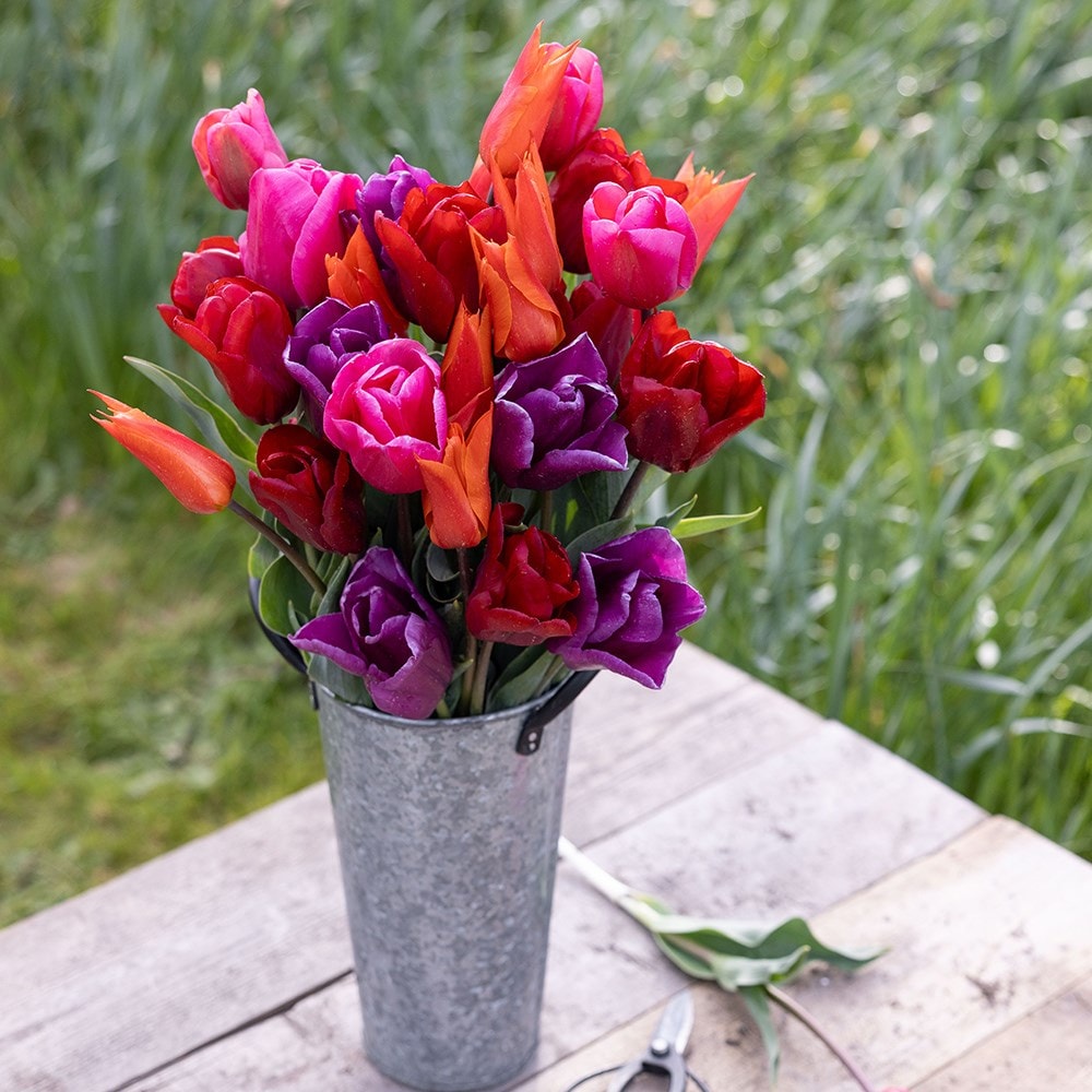 Buy tulip collection Repeat flowering and award-winning quartet tulip ...