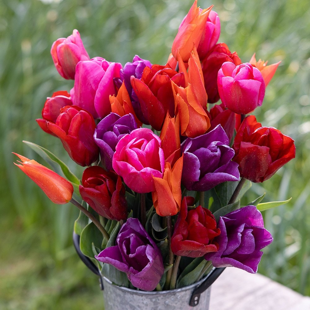 Buy tulip collection Repeat flowering and award-winning quartet tulip ...