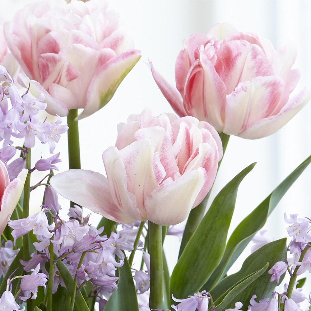 Product options image