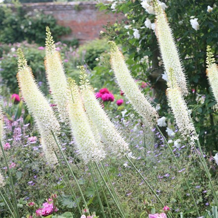 Eremurus Line Dance