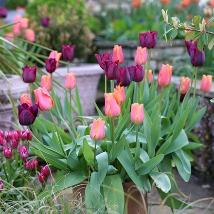 Best for pots tulip collection