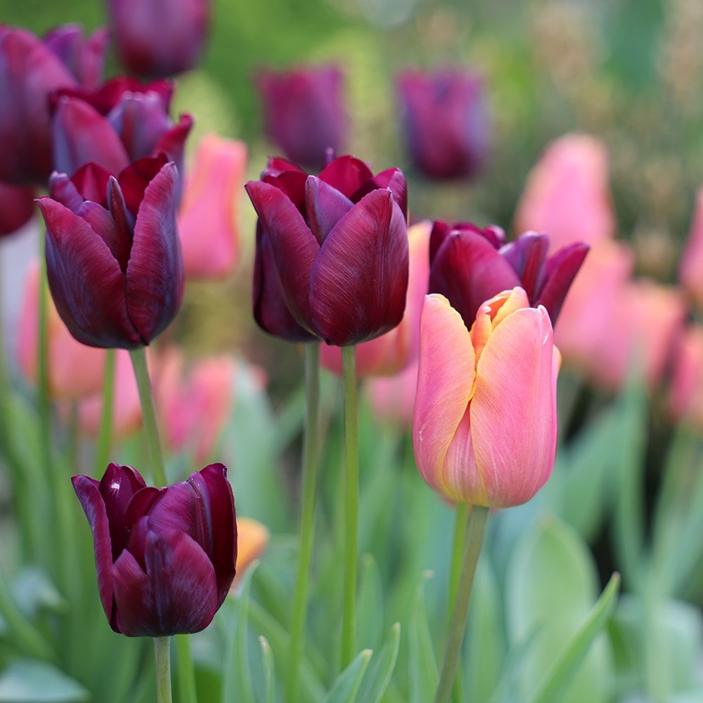 Best for pots tulip collection