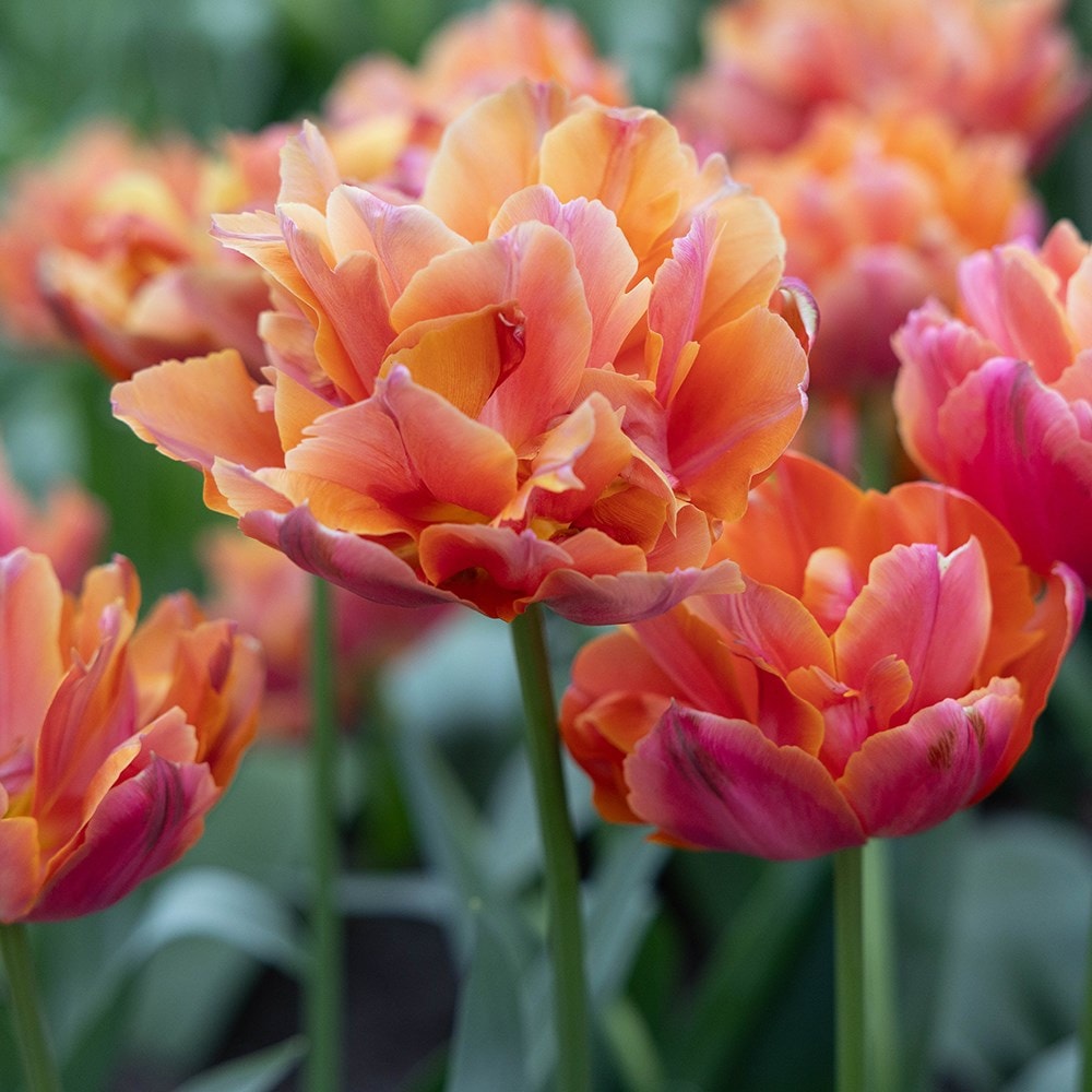 double early tulip bulbs