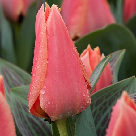 Tulipa Calypso
