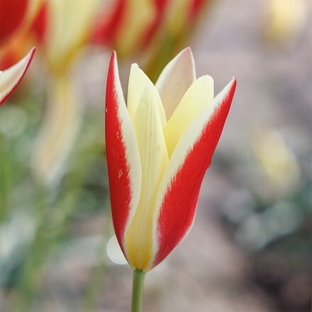 Tulipa Tinka