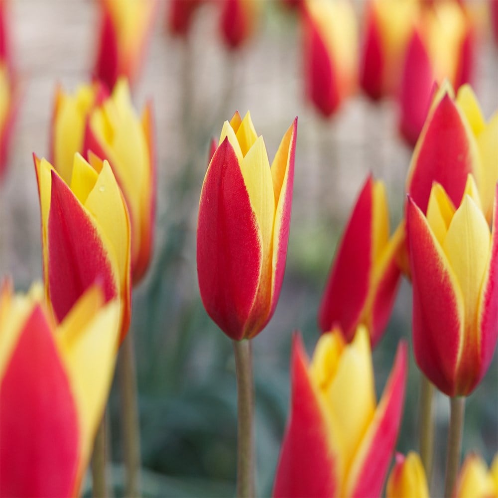 Product options image