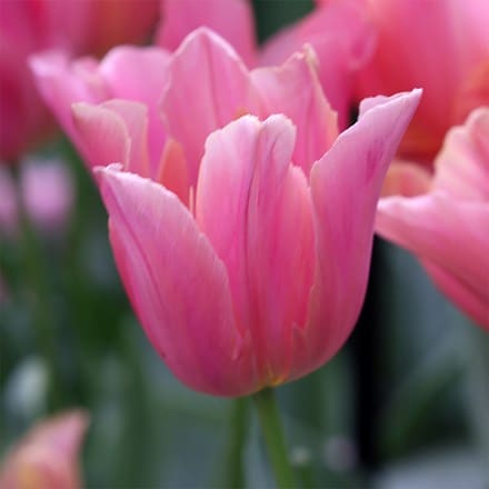 Tulipa Raspberry Jimmy