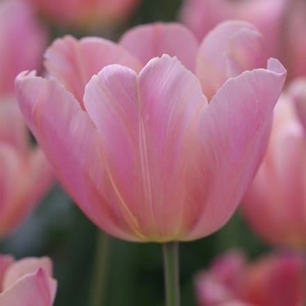 Tulipa Pink Jimmy