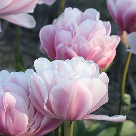 Tulipa Double Pink Salmon