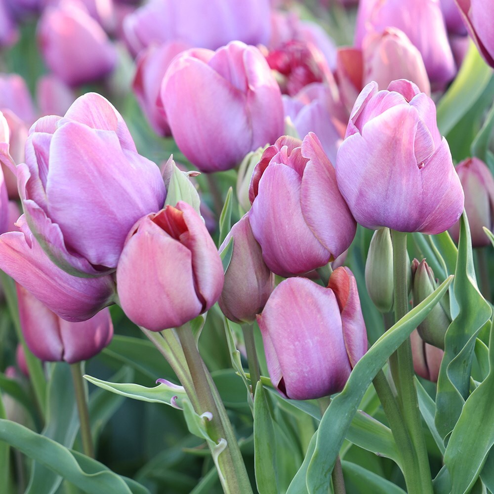 Product options image