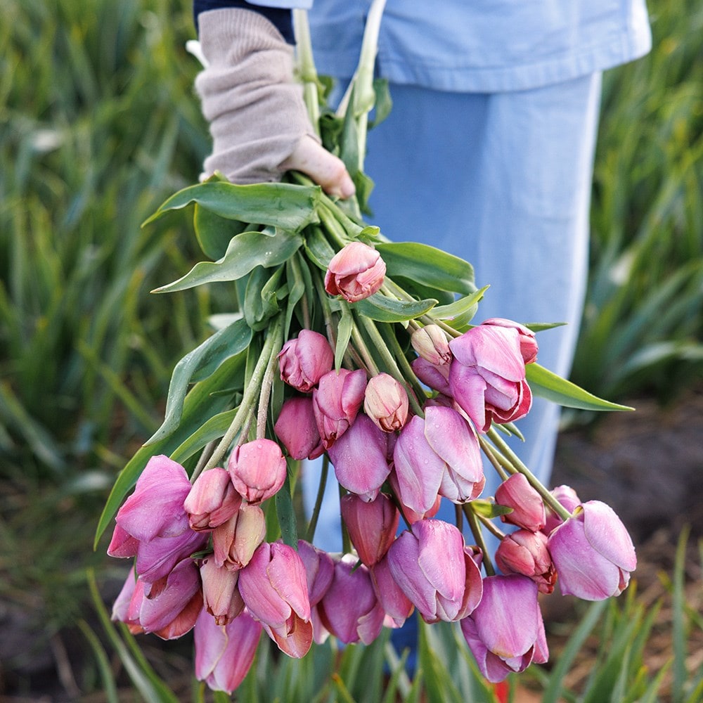 <i>Tulipa</i> 'Blue Heaven'