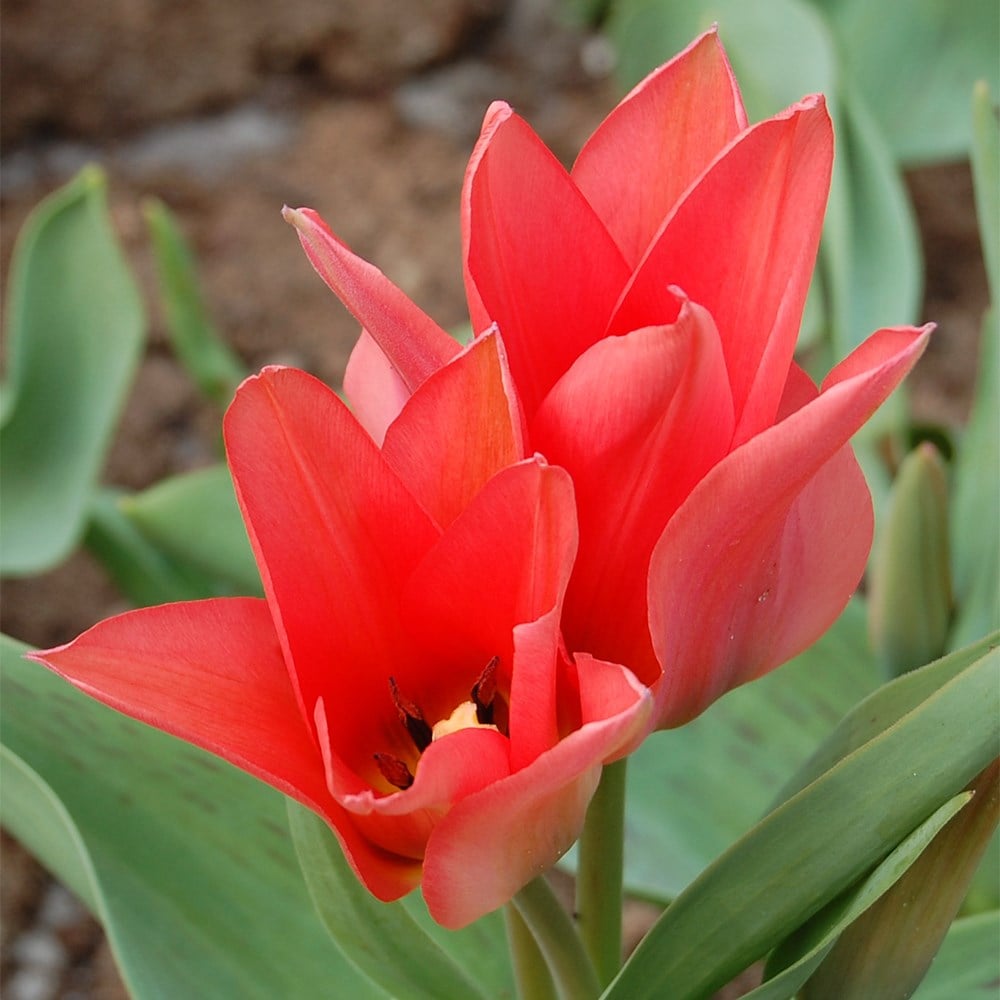 <i>Tulipa</i> 'Toronto'