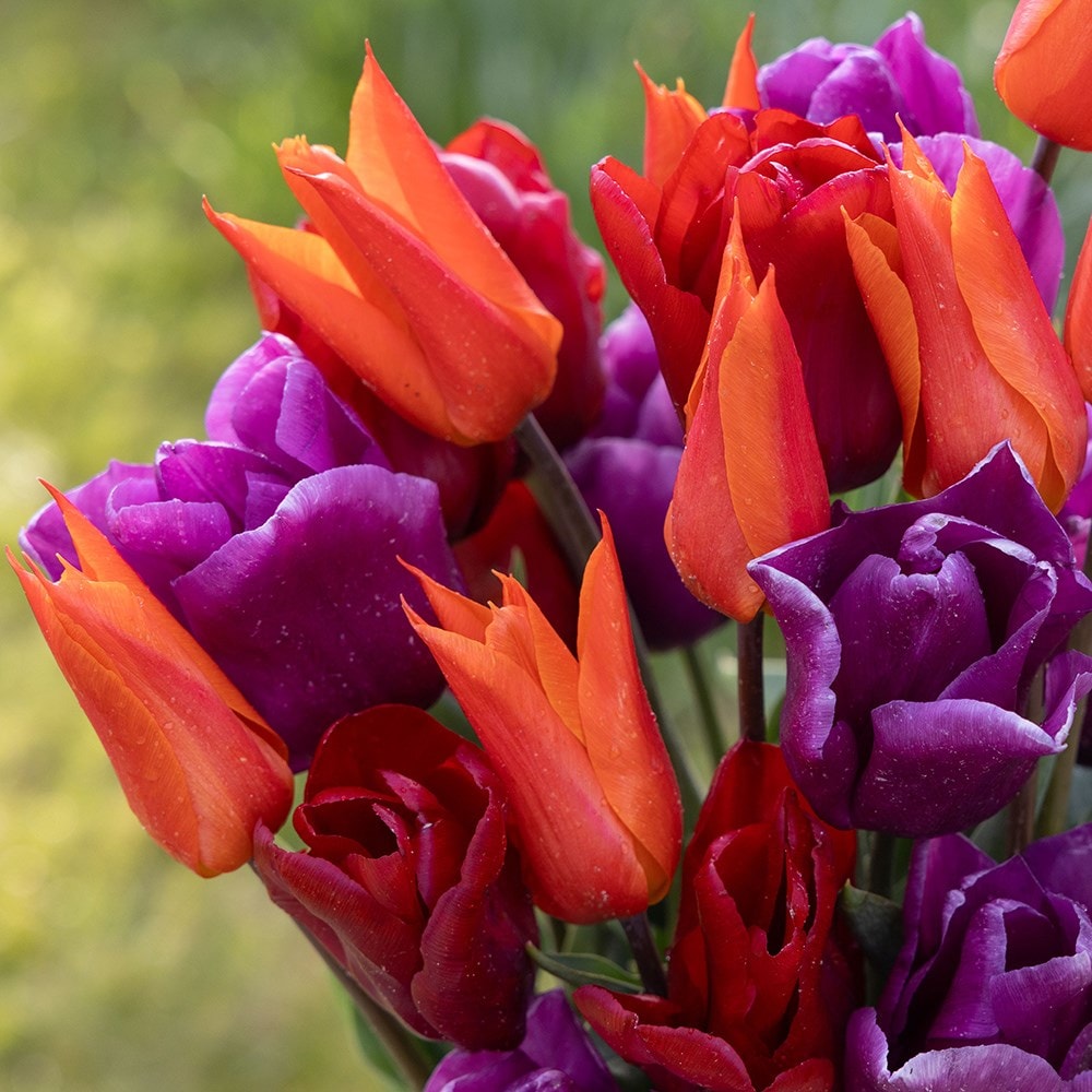 Award-winning repeat flowering tulip collection