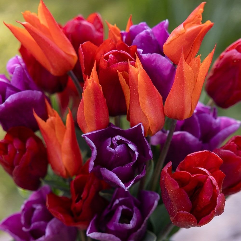 Award-winning repeat flowering tulip collection