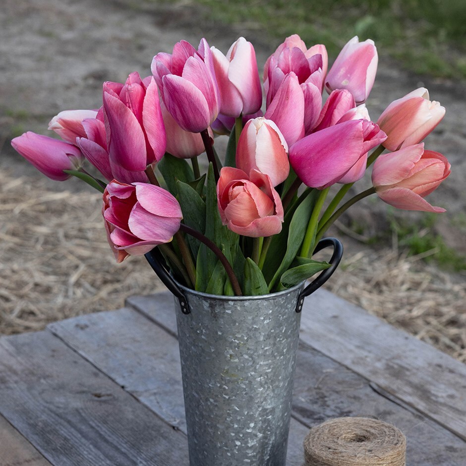 tulip collection