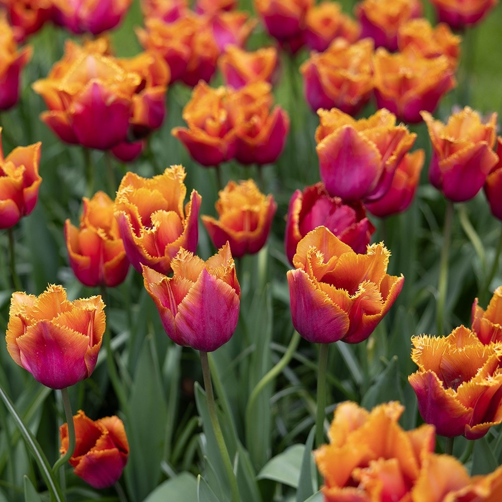 <i>Tulipa</i> 'Louvre Orange'