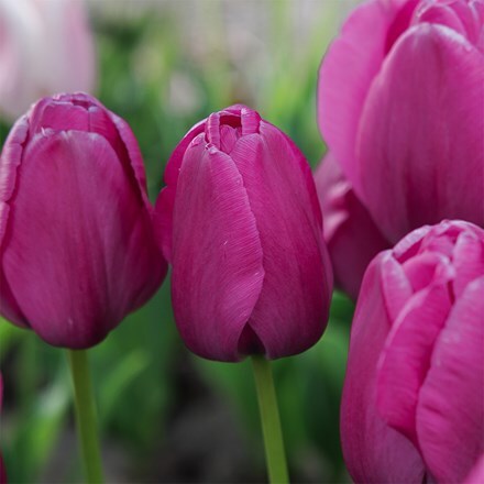 Tulipa Purple Pride