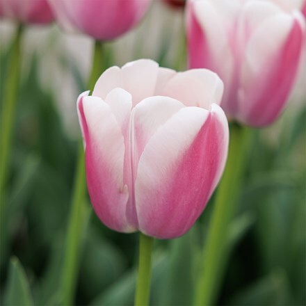 Tulipa Royal Pride