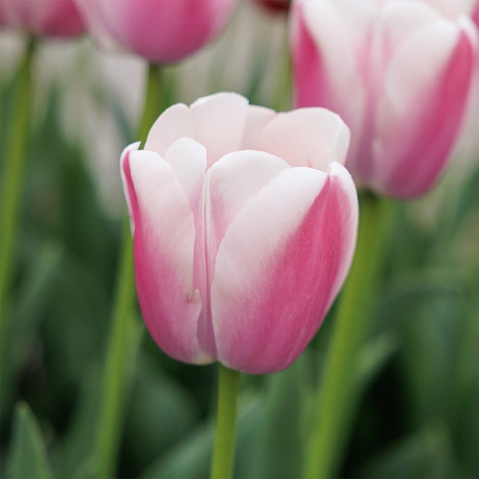 Darwin hybrid tulip bulbs