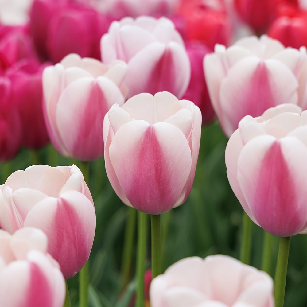 <i>Tulipa</i> 'Royal Pride'
