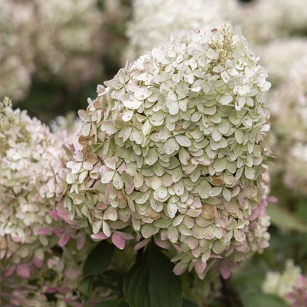 Hydrangea paniculata Phantom