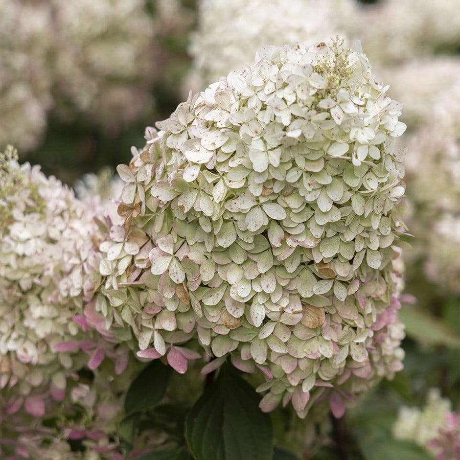 panicled hydrangea 'Phantom'
