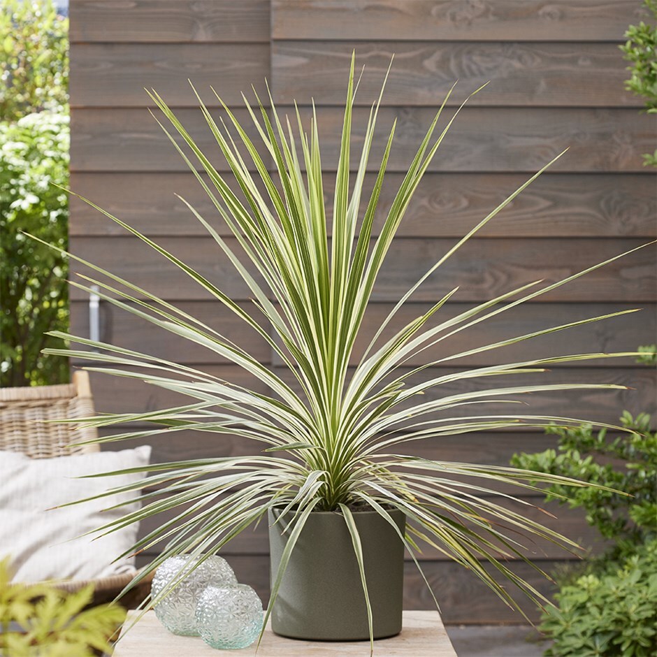 <i>Cordyline</i> <b class=small-caps>Lime Passion</b> ('Alcorlipa')