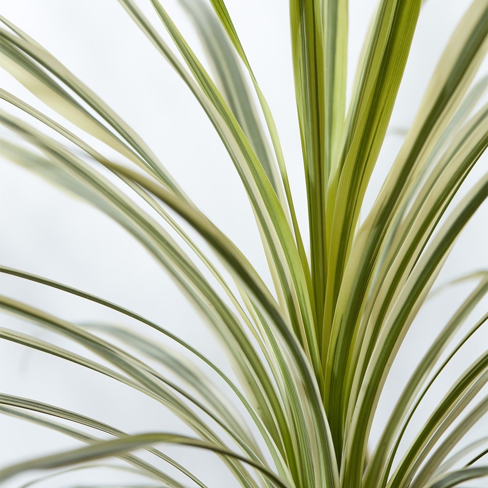 <i>Cordyline</i> <b class=small-caps>Lime Passion</b> ('Alcorlipa')