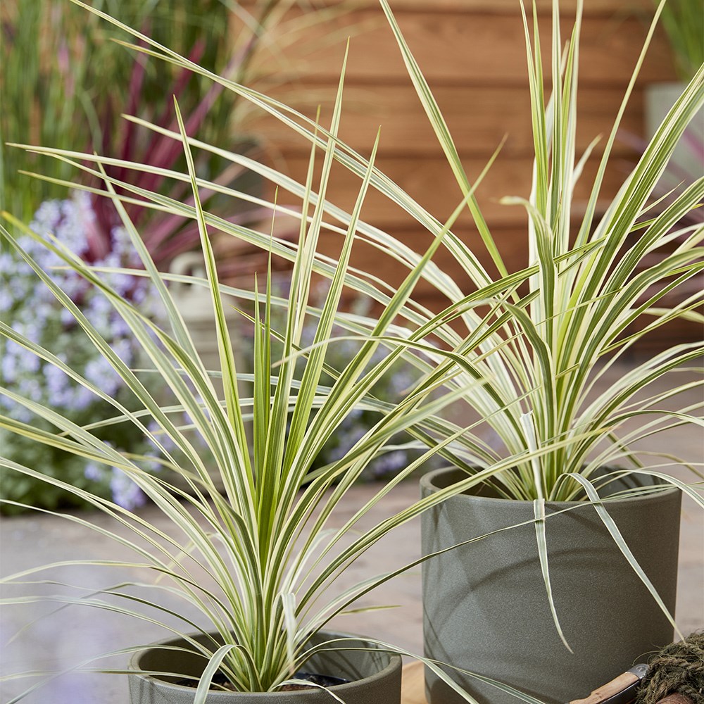 <i>Cordyline</i> <b class=small-caps>Lime Passion</b> ('Alcorlipa')