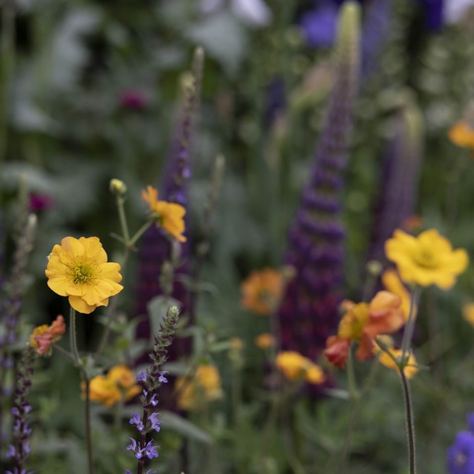 <i>Pollyanna’s classic</i> 'cottage moody combination'