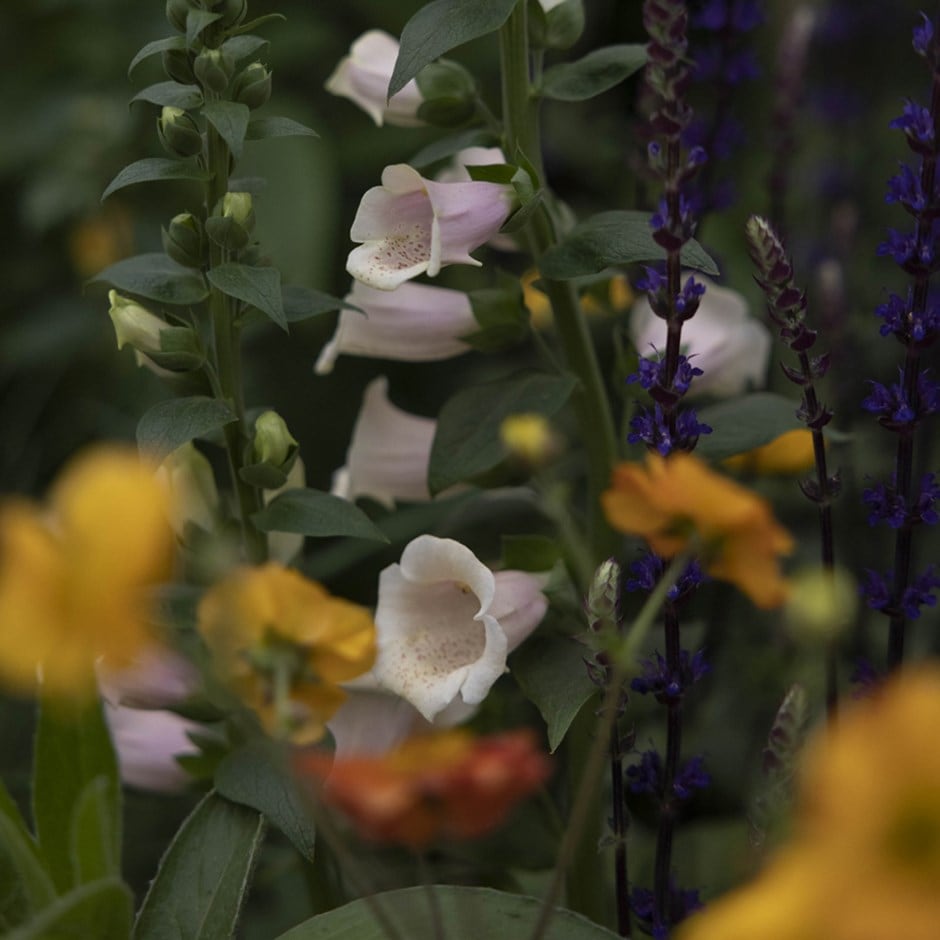 <i>Pollyanna’s classic</i> 'cottage alba amethyst combination'