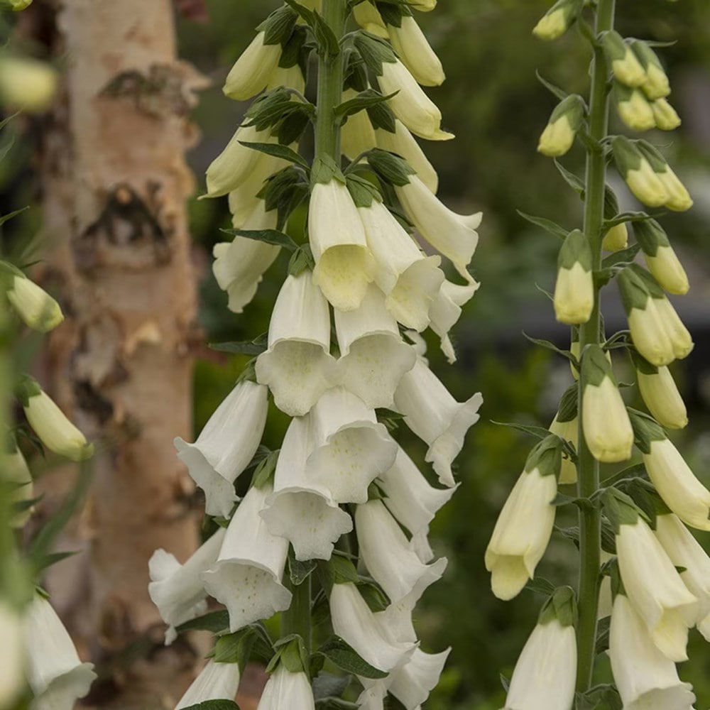 <i>Pollyanna’s classic</i> 'cottage alba amethyst combination'