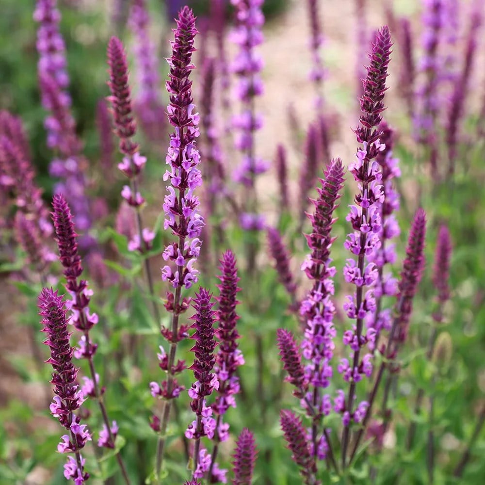 <i>Pollyanna’s classic</i> 'cottage alba amethyst combination'